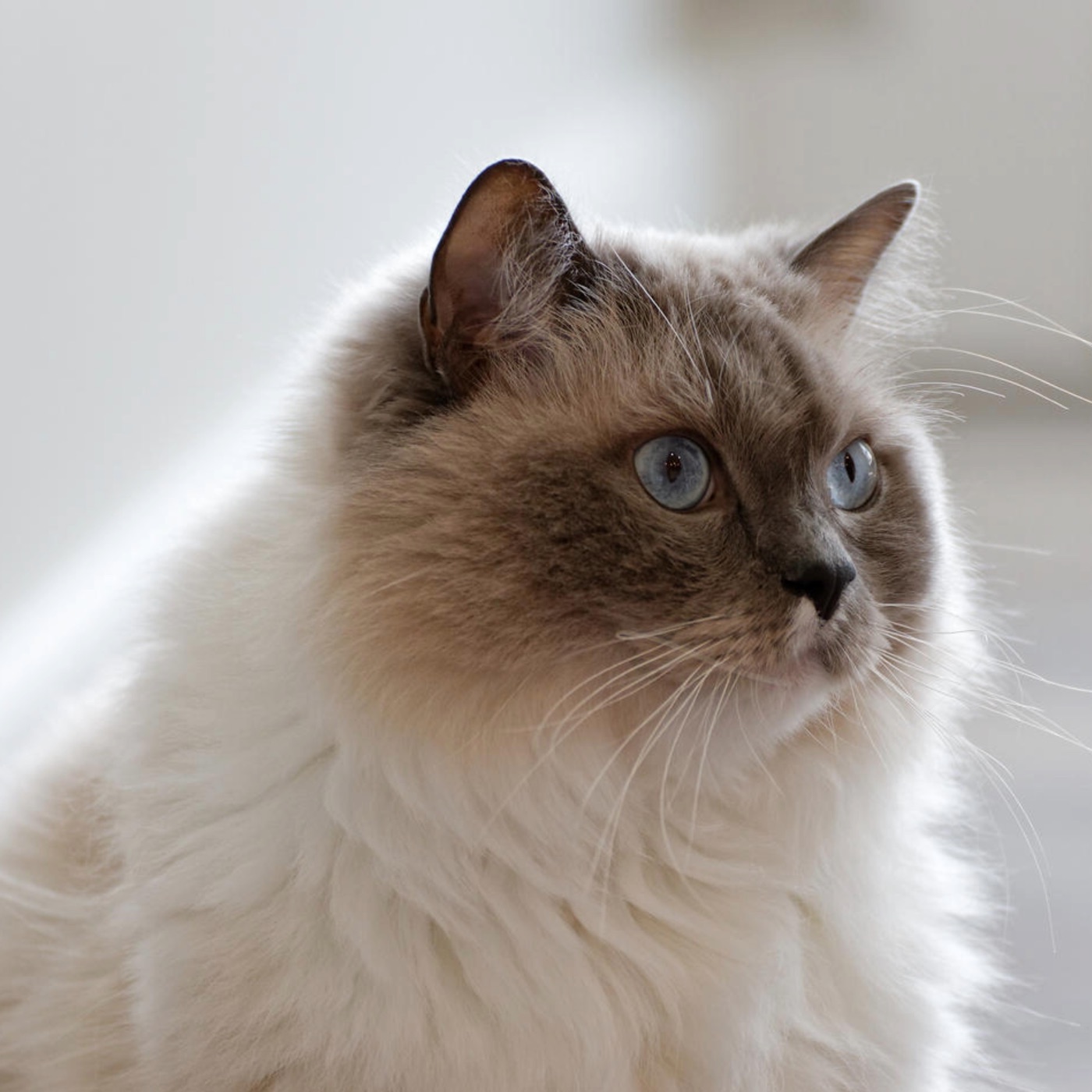 Yuki